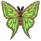 Image of moth.gif